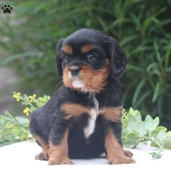 Shadow, Cavalier King Charles Spaniel Puppy